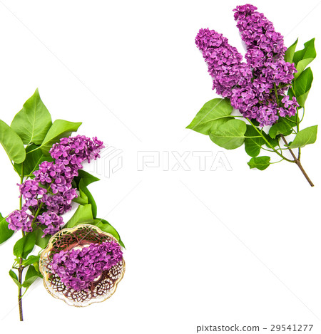Lilac flowers on white background Spring bloossoms 29541277