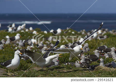 Colony of Kelp Gull 29541621