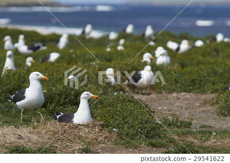 Colony of Kelp Gull 29541622