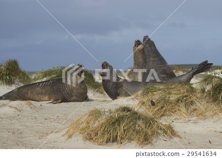 Southern Elephant Seals 29541634