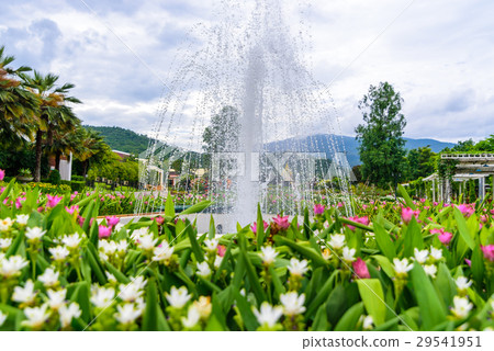 Fountain in the Siam-Tulip flower garden 29541951