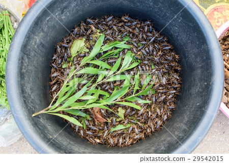 (Gryllus) ,portentosus on basin in Market. 29542015