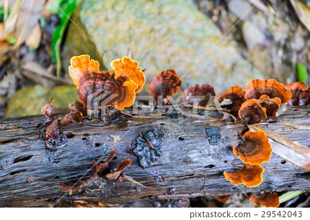 Fungi Mushroom growing from the lo. 29542043