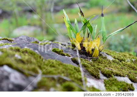 Orchids that grow on rocks with moss. 29542069