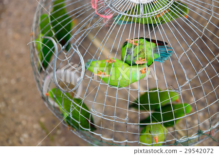 green parrots is perching in the cage. green parrots is perching in the cage. 29542072