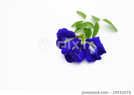 Bunch  of beautiful pea flowers on  white  29542078