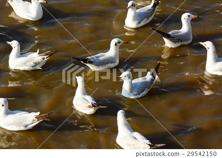 seagulls float on sea. seagulls float on sea. 29542150