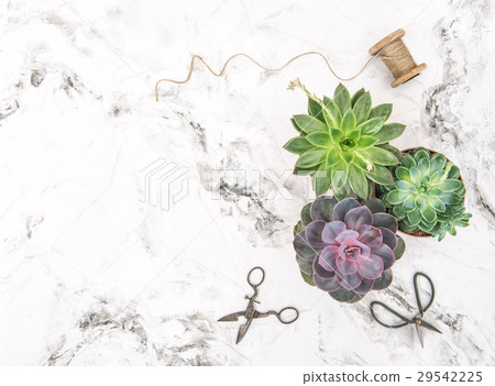 Succulent plants Floral flat lay Succulent plants Floral flat lay 29542225