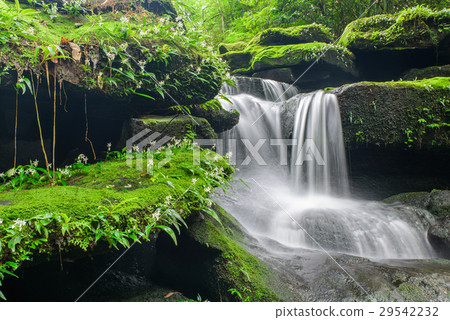 Landscape of waterfall in deep rain forest  29542232