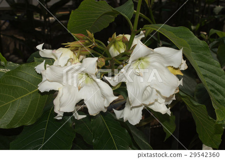 Beaumontir Murti Flora 29542360