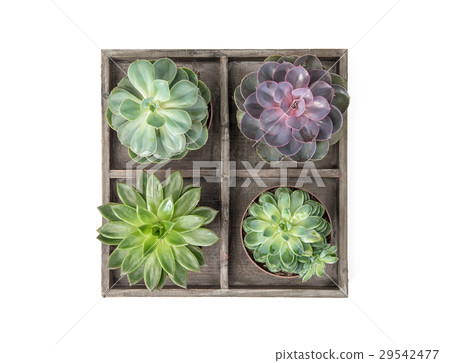 Succulent plants white background Minimal floral Succulent plants white background Minimal floral 29542477