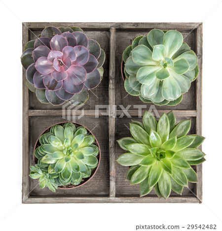 Succulent plants white background floral flat lay Succulent plants white background floral flat lay 29542482