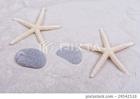 White starfishes and two shells on a sand White starfishes and two shells on a sand 29542518