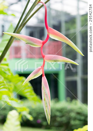 Heliconia 29542784