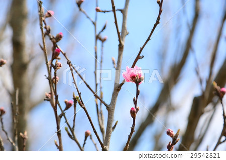 早春公園Hanamomo花 早春公園Hanamomo花 29542821