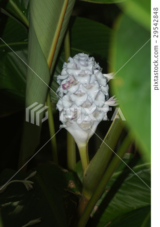 Karatea · Burleigh Marcsie (Ice · Blue) Karatea · Burleigh Marcsie (Ice · Blue) 29542848