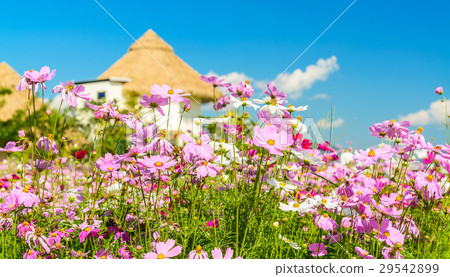 Cosmos flower field in daylight  29542899