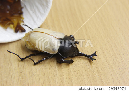獨角仙 獨角仙 29542974