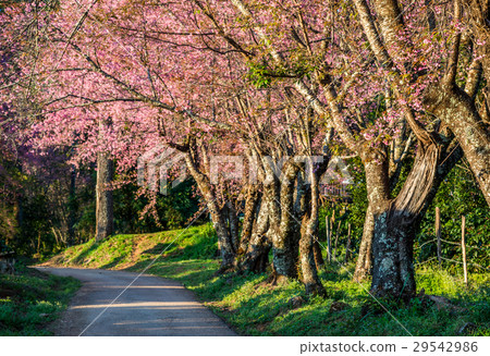Pink sakura , Cherry blossom on beautiful road. Pink sakura , Cherry blossom on beautiful road. 29542986