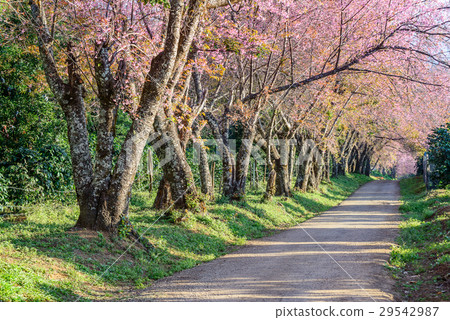 Pink sakura , Cherry blossom on beautiful road. Pink sakura , Cherry blossom on beautiful road. 29542987
