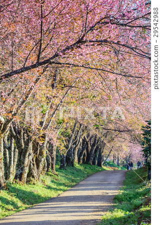 Pink sakura , Cherry blossom on beautiful road. Pink sakura , Cherry blossom on beautiful road. 29542988