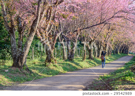 Pink sakura , Cherry blossom on beautiful road. 29542989