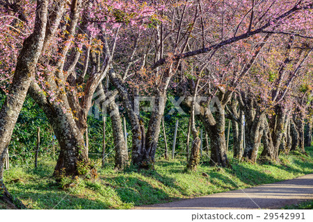 Pink sakura , Cherry blossom on beautiful road. 29542991