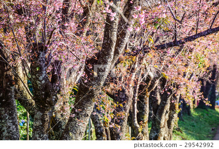 Pink sakura , Cherry blossom on beautiful road. 29542992