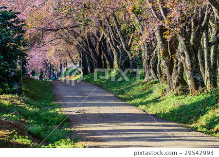 Pink sakura , Cherry blossom on beautiful road. Pink sakura , Cherry blossom on beautiful road. 29542993