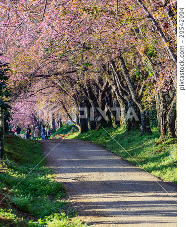 Pink sakura , Cherry blossom on beautiful road. Pink sakura , Cherry blossom on beautiful road. 29542994