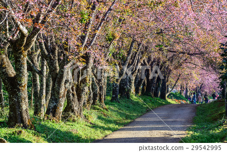 Pink sakura , Cherry blossom on beautiful road. Pink sakura , Cherry blossom on beautiful road. 29542995