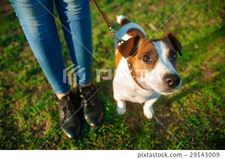 Jack Russell terrier dog lying behind its owner 29543009