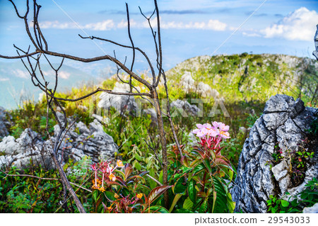 Pink flower on Chiang Dao Mountain ; Chiang Mai. Pink flower on Chiang Dao Mountain ; Chiang Mai. 29543033