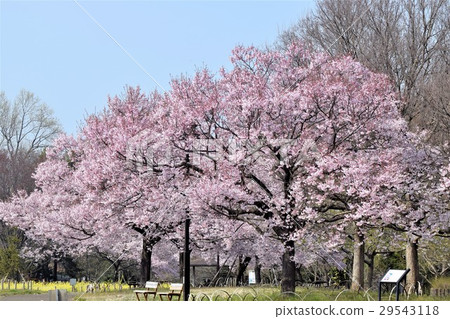 Takashina Hizakura Takashina Hizakura 29543118