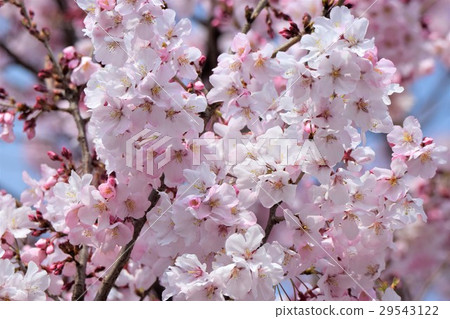 Takashina Hizakura 29543122