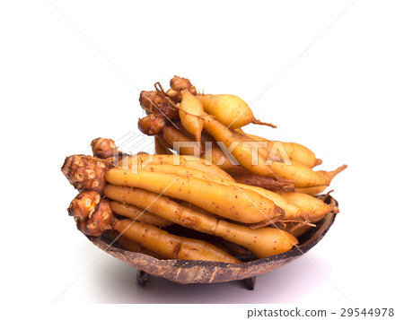 Fingerroot, Kaempfer, Boesenbergia. 29544978