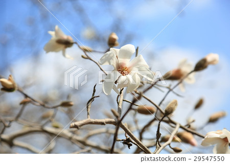 早春公園Kobushi花 早春公園Kobushi花 29547550