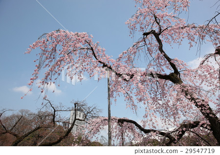 Weeping cherry blossoms at Koishikawa Korakuen 29547719