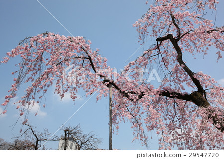 Cherry blossoms at Koishikawa Korakuen 29547720