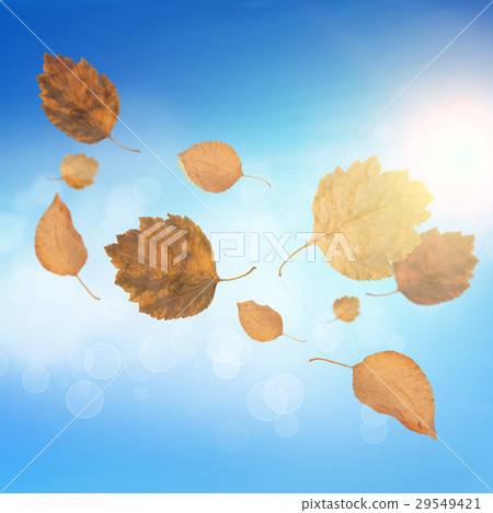 Autumn background Autumn background 29549421