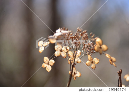 Withe hydrangea 29549574