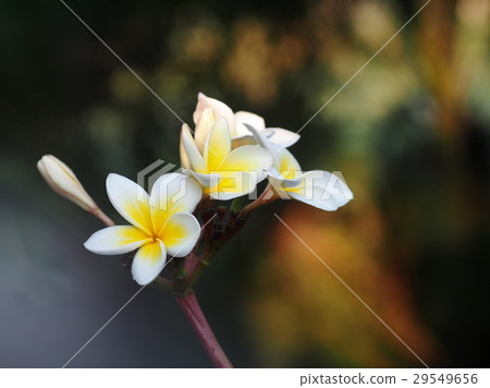yellow white flowers of Frangipani, Plumeria yellow white flowers of Frangipani, Plumeria 29549656