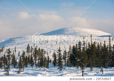 Winter trees in mountains covered with fresh snow Winter trees in mountains covered with fresh snow 29550607