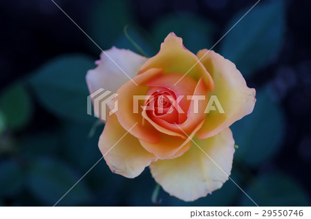 Large rose 29550746
