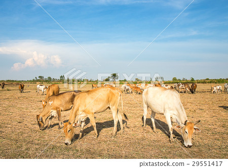masses of cow eating grass in field masses of cow eating grass in field 29551417