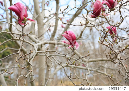 早春公園玉蘭花 29551447