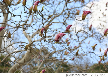 早春公園玉蘭花 29551453
