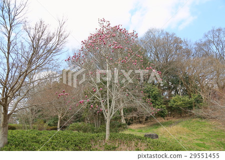 Early spring park magnolia flowers 29551455