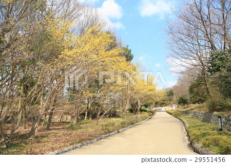 Early spring park Sanshui flowers 29551456