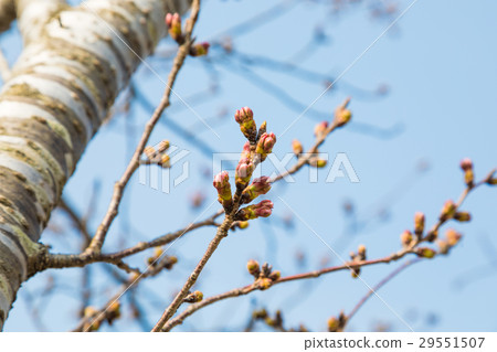 Cherry blossoms bud Simei Yoshino 29551507